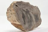 Devonian Petrified Wood From Oklahoma - Oldest True Wood #198071-2